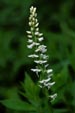 Bogcandle Orchid