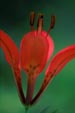 Wood Lily