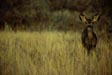 Mule Deer