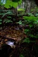 Murtle Lake Creek