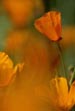 Poppy