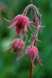 Prairie Smoke