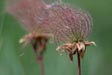 Prairie Smoke