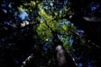 Aspen Trees